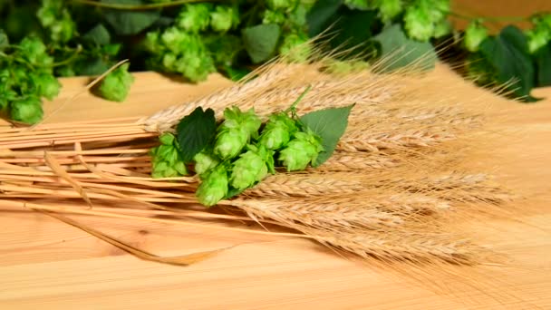 Hops and barley malt in the basket — Stock Video