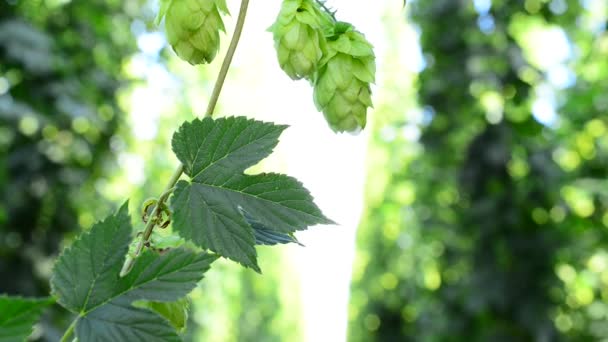 Détail des cônes de houblon dans le jardin de houblon 