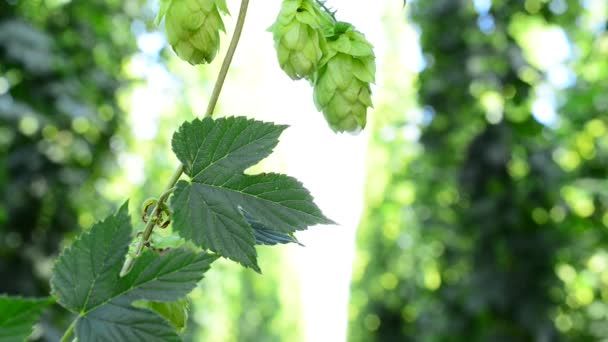 Detalle de conos de lúpulo en el jardín — Vídeos de Stock