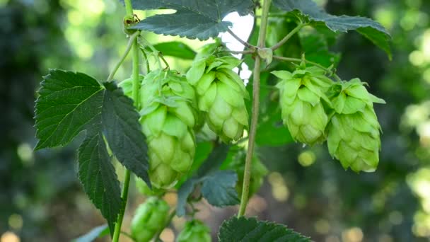 Detalle de los conos de lúpulo en el jardín , — Vídeos de Stock