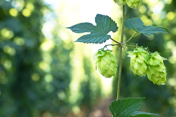 Conos de Hop — Foto de Stock