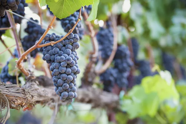 Gür, olgunlaşmış şarap üzüm asma üzerinde — Stok fotoğraf