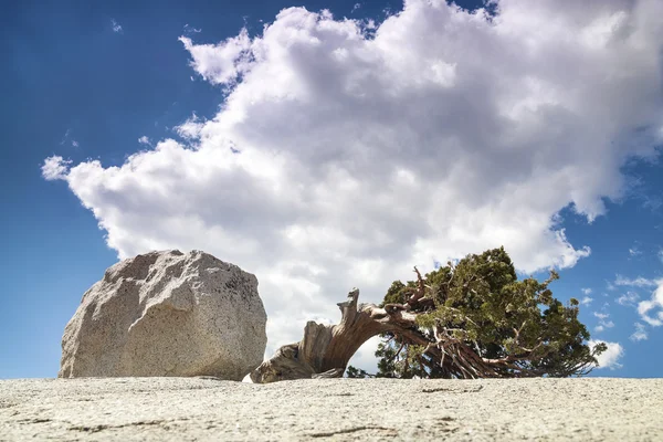 Pino creciendo en rocas, Parque Nacional Yosemite — Foto de Stock