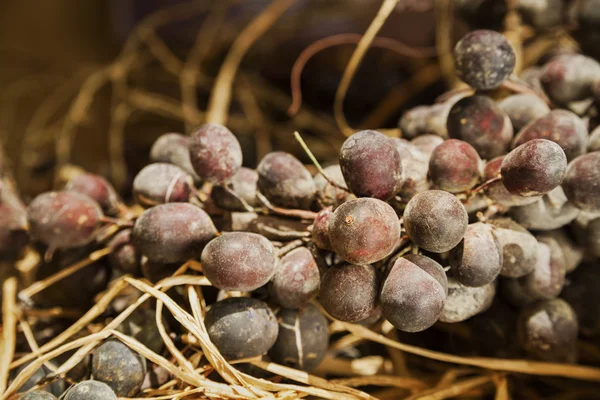 Régimen de uvas — Foto de Stock