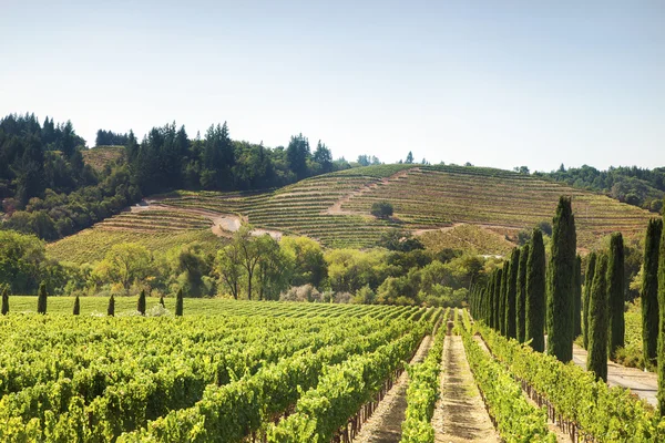 Vineyard 's Hills en California — Foto de Stock