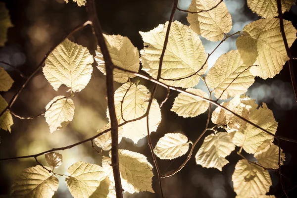 Autumn Leaves — Stock Photo, Image