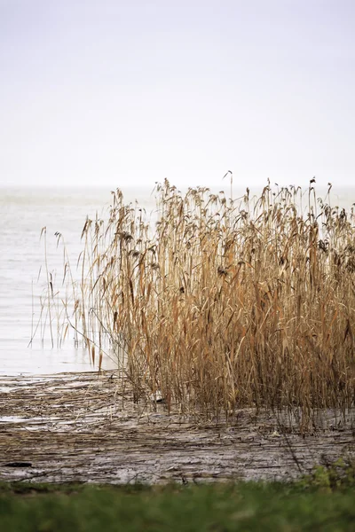 Сухой тростник на берегу Балтийского моря — стоковое фото