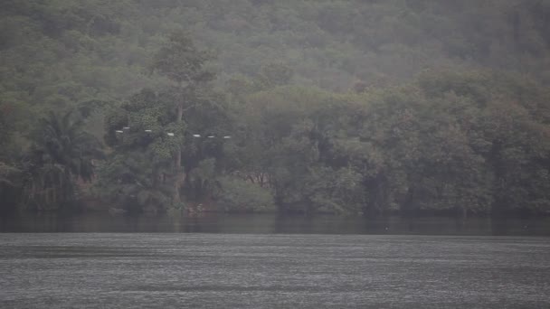 热带丛林、 河流、 鸟和一条船上的人 — 图库视频影像