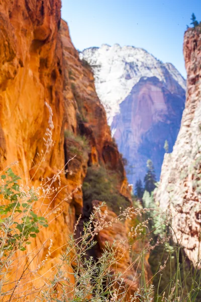 Hory a rostliny národního parku zion — Stock fotografie