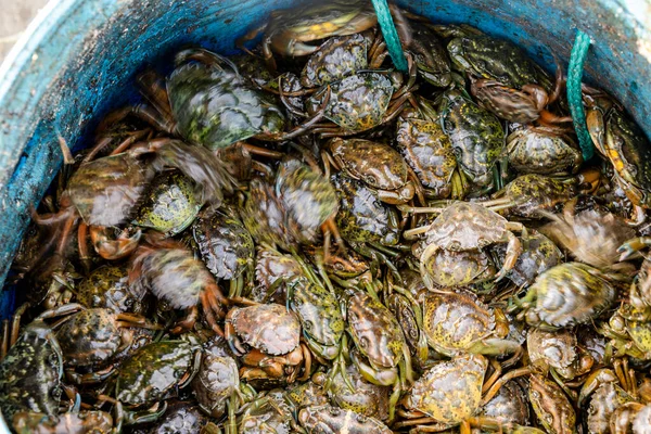 Beaucoup Petits Crabes Verts Sont Dans Panier Dans Port Alvor — Photo