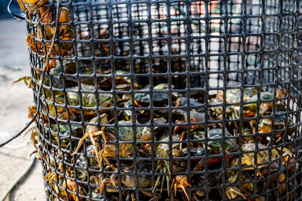 Veel Van Kleine Groene Krabben Liggen Mand Haven Van Alvor — Stockfoto