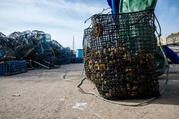 小さな緑のカニの多くは ポルトガルのアルヴォルの港のバスケットに入っています 漁師はタコの餌としてカニを使う — ストック写真