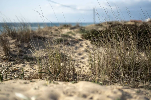 Nice Grassy Dry Plants Faro Beach Algarve Portugal — Stock Photo, Image