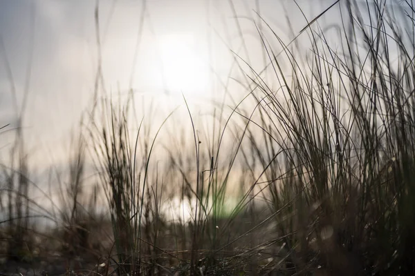 ファロビーチ アルガルヴェ ポルトガルのいい草乾燥植物 — ストック写真