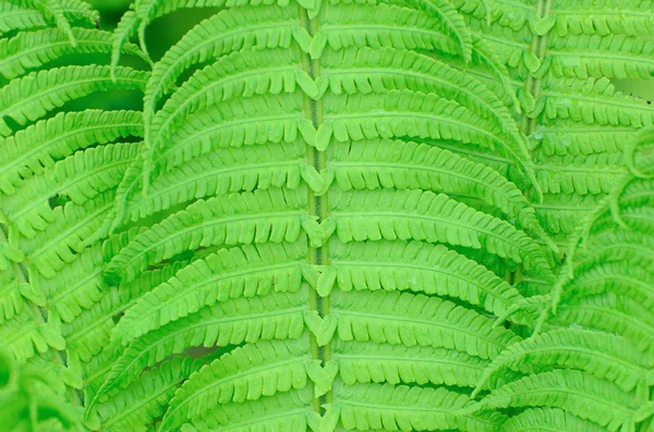 Зеленый мокрый папоротник — стоковое фото