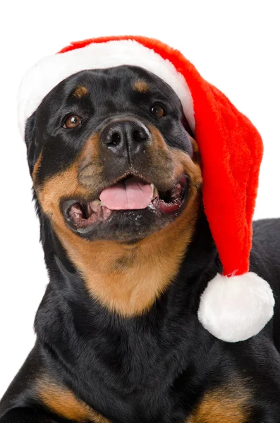 Rottweiler de Santa — Fotografia de Stock