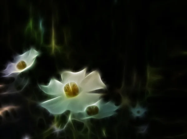 Glowing flowers — Stock Photo, Image
