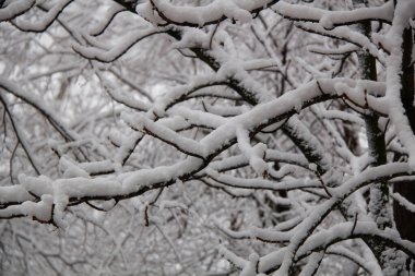 Karlı ağaçlar. Karla kaplı bahçe. Çok fazla kar var. Kar fırtınası geçti. Güzel bir kış geçmişi var. Noel Ağaçları. İnanılmaz bir doğa olayı. Bilgisayar için harika bir duvar kağıdı. Kış Ormanı