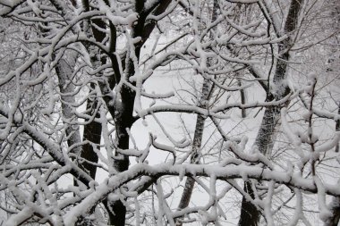Karlı ağaçlar. Karla kaplı bahçe. Çok fazla kar var. Kar fırtınası geçti. Güzel bir kış geçmişi var. Noel Ağaçları. İnanılmaz bir doğa olayı. Bilgisayar için harika bir duvar kağıdı. Kış Ormanı