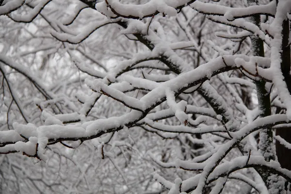 Árvores Nevadas Jardim Coberto Neve Demasiada Neve Tempestade Neve Passou — Fotografia de Stock