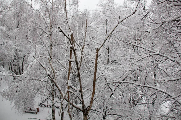 Snöiga Träd Snötäckt Gård För Mycket Snö Snöstormen Har Passerat — Stockfoto