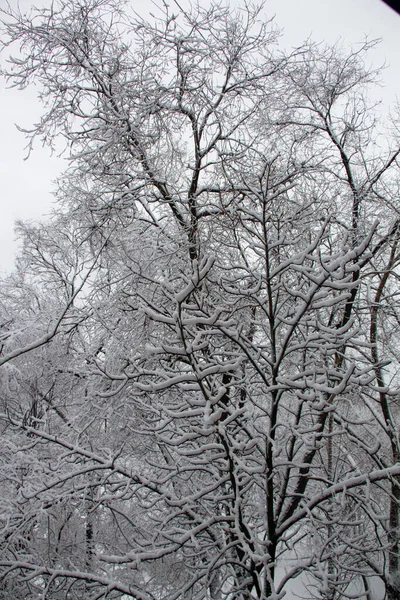 Снежные Деревья Заснеженный Двор Слишком Много Снега Снежная Буря Прошла — стоковое фото