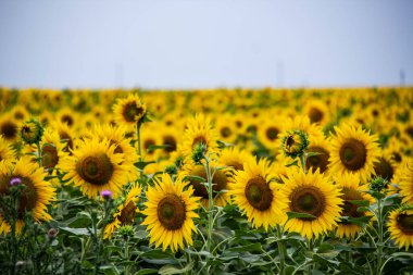 Ayçiçeği yağı üretimi için tohumları olan büyük bir tarım arazisi. Mavi gökyüzünün altında güzel sarı ayçiçekleri. Doğal duvar kağıdı. Mavi Sarı Ukrayna bayrağının doğal rengidir. 