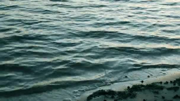 深蓝色的波浪在黑暗的河岸上黑暗地摇曳着 湖畔湿沙上的海藻和贝壳 长绿藻在河岸上 日落时的大海登记的地点 — 图库视频影像
