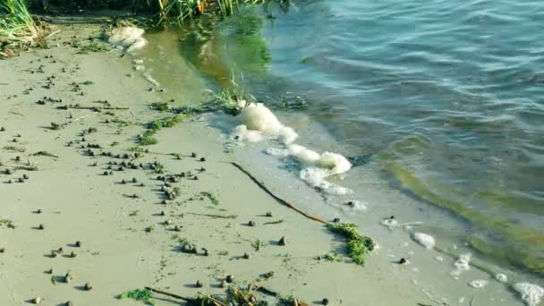 サンディ川の銀行だ 川の風景 美しい自然を背景に 海岸で緑の波がクラッシュします 海泡と藻類 明るい真昼の太陽の下でカタツムリやギャロップカエルの多く 野生の自然 — ストック動画