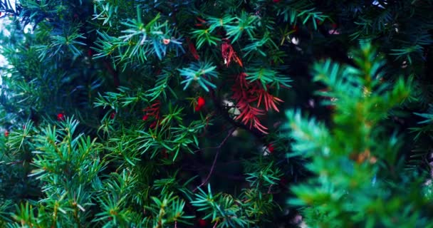 Πράσινο Χριστουγεννιάτικο Δέντρο Κόκκινα Φρούτα Κλαδιά Του Σπρους Λικνίζονται Στον — Αρχείο Βίντεο