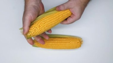 Hands clean corn on a white background. Isolated. Man cleans corn cobs from green leaves and husks. Fresh ripe corn is being prepared for cooking. Healthy food. Beautiful natural vegetables. Top view