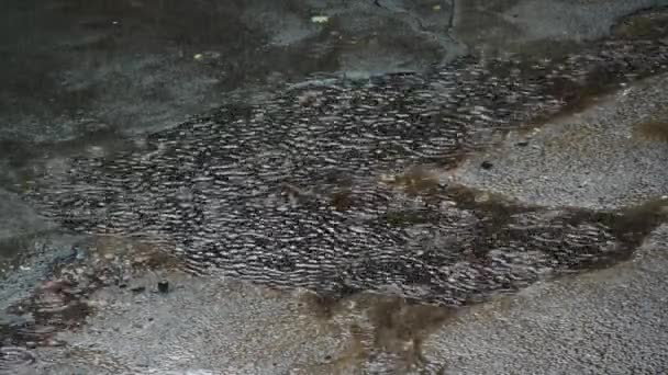 빗방울 흙탕물에 떨어진다 아스팔트 흙탕물에 커다란 빗방울이 부딪혀 물결을 이루며 — 비디오