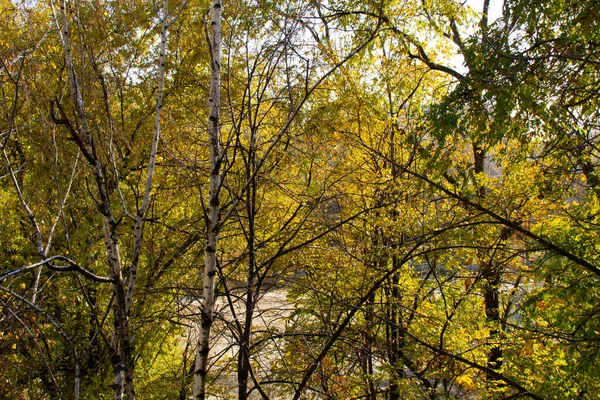 Деревья Пожелтевшими Листьями Осеннем Лесу Ветви Березы Жёлтыми Листьями Красивый — стоковое фото