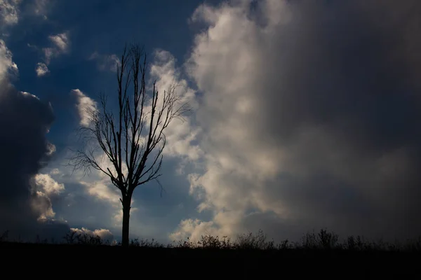 Black silhouette of a withered tree. An ominous black silhouette in dark smoke against the night sky. A beautiful background for a scary Halloween greeting card. Colorful summer sunset. Place for text