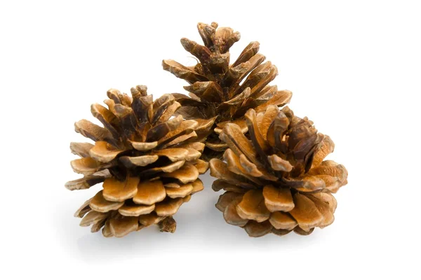 Brown pine cones Royalty Free Stock Images