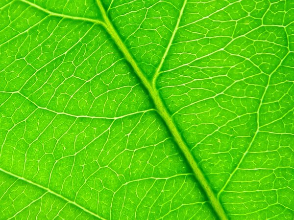 green leaf as background