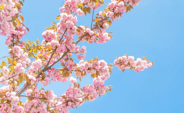 Árvore de pêssego primavera com flores — Fotografia de Stock