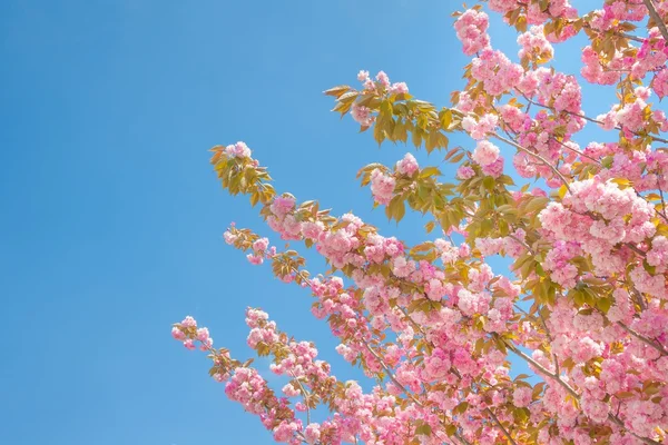 Spring tree with pink flowers — Stock Photo, Image