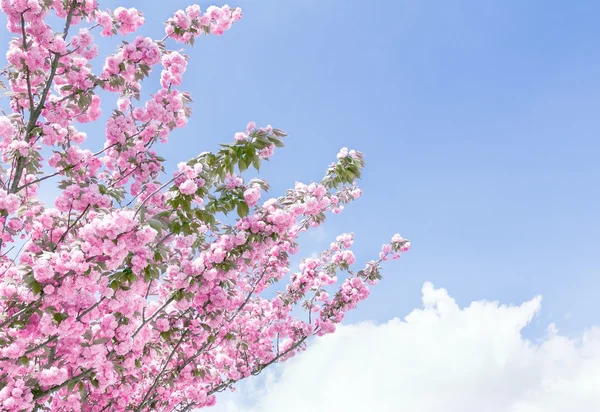 Spring tree with flowers — Stock Photo, Image