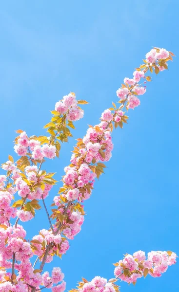 Spring tree with flowers — Stock Photo, Image