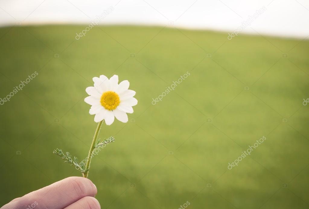 Camomile flower in hand