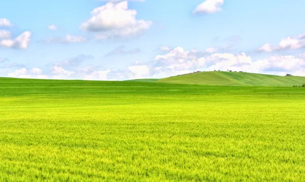 Green grass field landscape under blue sky in spring — Stock Photo, Image