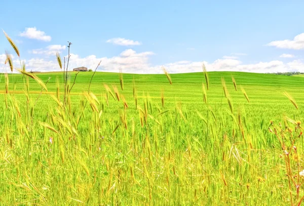 Landscape of wheat field under blue sky in spring — Stock Photo, Image