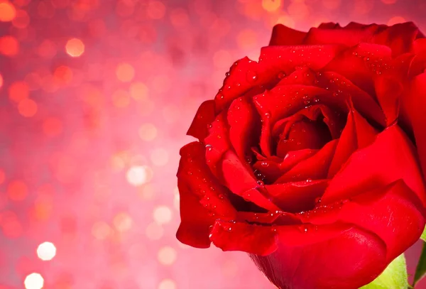 Rosa roja sobre fondo bokeh, día de San Valentín y concepto de amor —  Fotos de Stock