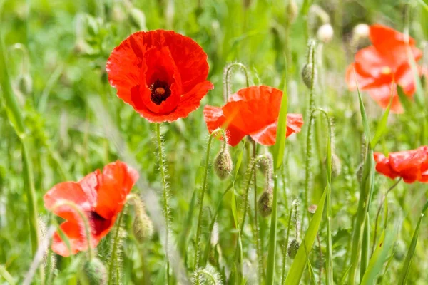 Close-up of one red poppy — Stock Photo, Image