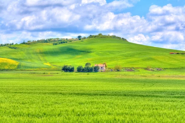 Green grass and yellow flowers field landscape under blue sky and clouds — Stock Photo, Image