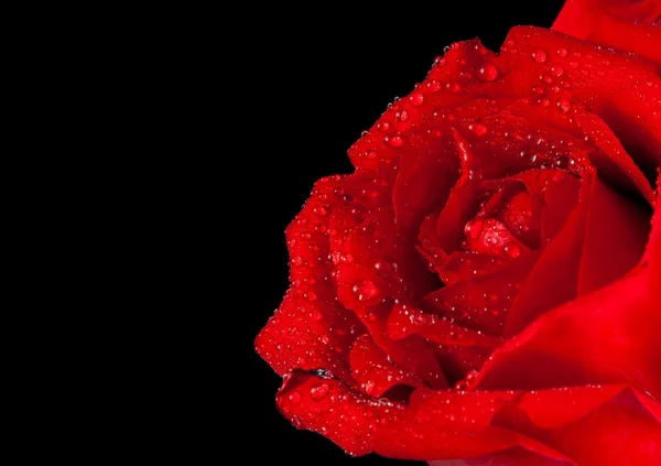 Rote Rose auf schwarzem Hintergrund, Valentinstag und Liebeskonzept — Stockfoto