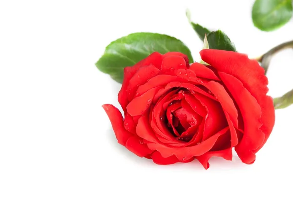 Rosa roja con hojas sobre fondo blanco con espacio para texto, día de San Valentín y concepto de amor —  Fotos de Stock