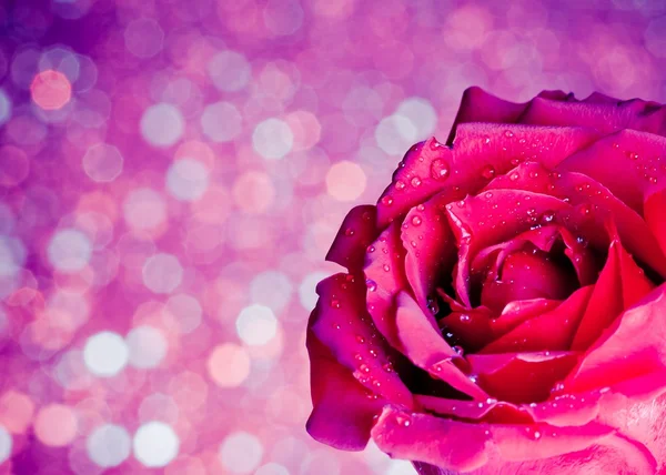 Rose on blue and violet bokeh background, valentine day and love concept — Stock Photo, Image