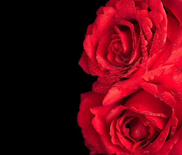 在黑色背景上的两朵玫瑰花情人节一天和爱的概念 — 图库照片